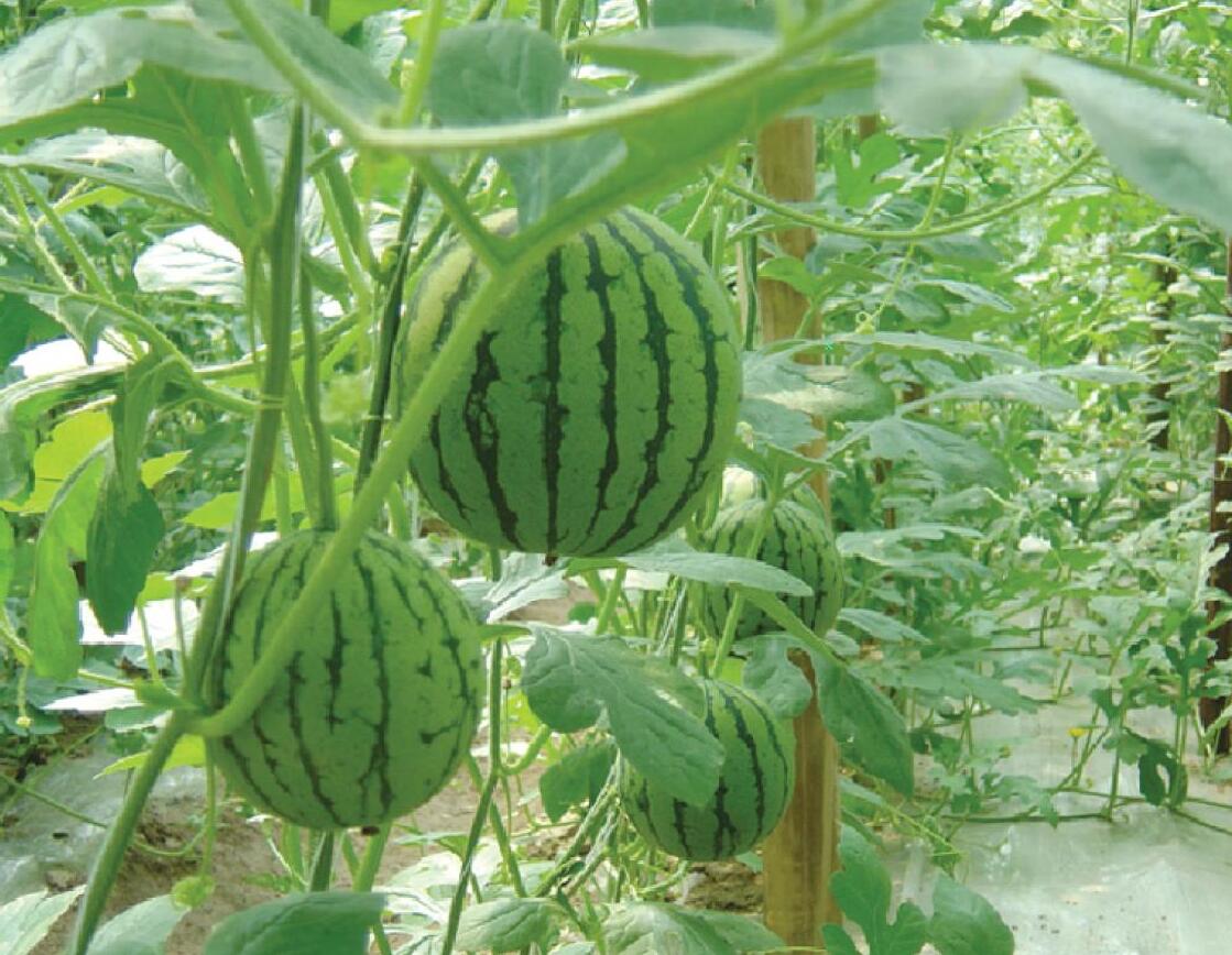 山东好色先生软件下载塑胶有限公司